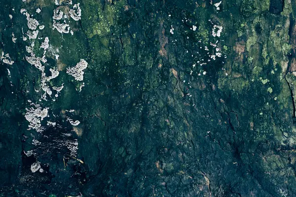 Doğa parklarındaki bir ağacın kabuğunda yosun yetişir. Havanın yüksek nemi nedeniyle, ağaç devrilir. (Gülüşmeler) Dokulu doğal arkaplan ve kopyalanacak alan. Yüksek kalite fotoğraf