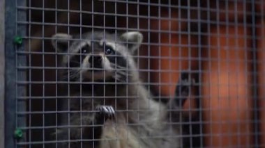 Rakun ağa tırmanıyor ve doğrudan kameraya bakıyor. Sıradan bir rakun ziyafet bekliyor. Gri-kahverengi kürklü hepçil bir hayvan. Yüksek kalite 4k görüntü