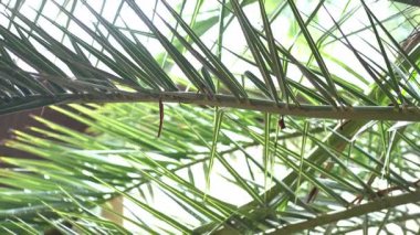 Hurma yapraklarının yakın plan üzerinde hareket eden güneş ışığı vardır. Uzun yeşil yapraklar rüzgarda sallanıyor. Yüksek kalite 4k görüntü