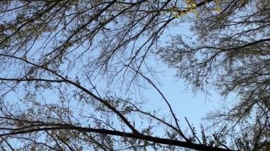 Gökyüzüne karşı ağaçtan çıplak dallar. Orman düzeni. Sonbahar konsepti. Yüksek kalite 4k görüntü