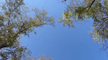 Gökyüzündeki dallardan bakınca, yapraklar ağaçtan düşüyor. Ağaçların taçları mavi gökyüzünün etrafında doğal bir ağaç tepesi oluşturur. Yüksek kalite 4k görüntü