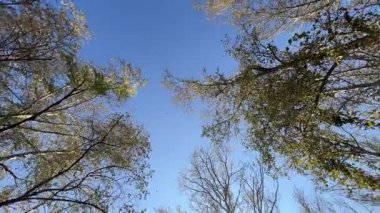 Mavi sonbahar gökyüzündeki bir ağacın dallarından bakarak mavi gökyüzünün etrafındaki ağaçların doğal bir sınırını oluşturuyor. Yüksek kalite 4k görüntü