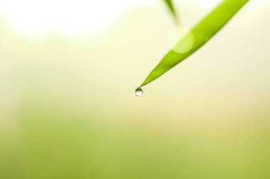 Yaprak uçlarından damlayan bambu yaprakları üzerindeki su, kaplıca konsepti doğal arka plan