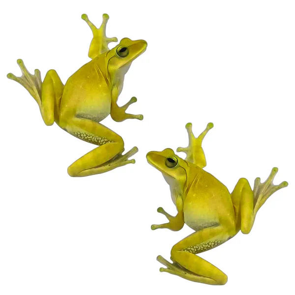 白色背景上的黄色青蛙 — 图库照片