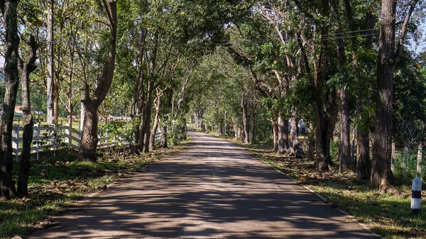 有天然路旁树木的乡村道路使能源运转良好 — 图库照片