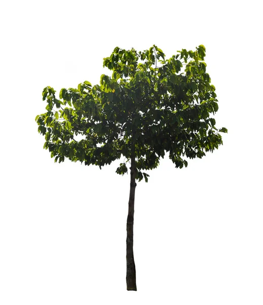 Απομονωμένο Δέντρο Ένα Λευκό Φόντο Δέντρα Στην Ταϊλάνδη Αποκόπτοντας Μονοπάτια — Φωτογραφία Αρχείου