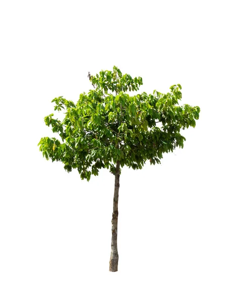Ізольоване Дерево Білому Тлі Дерев Таїланді Відсічні Контури — стокове фото