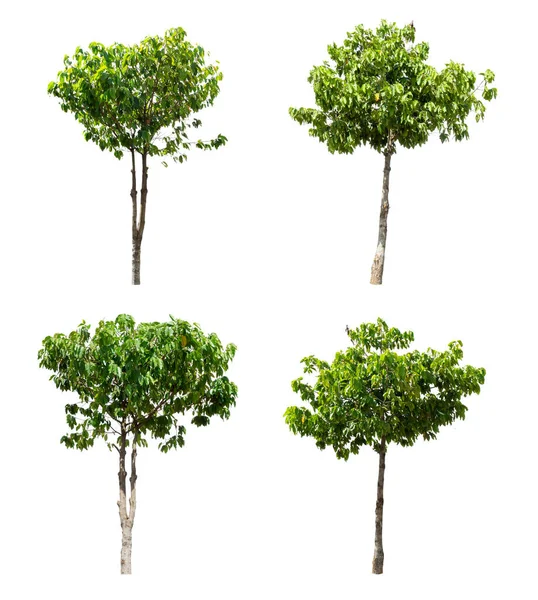 Изолированные Четыре Дерева Белом Фоне Деревьев Таиланде Обрезка Пути — стоковое фото