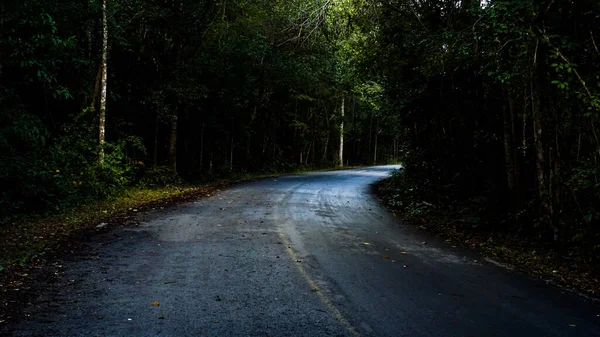 Yol kenarındaki doğal ağaçlara sahip kır yolları enerjiyi iyi iyi çalışır hale getirir..
