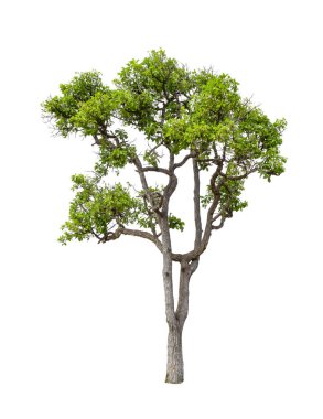 İzole edilmiş beyaz arkaplandaki ağaç, kırpma yolları