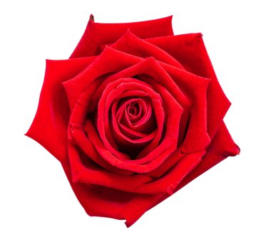 kırmızı gül izole arkaplan