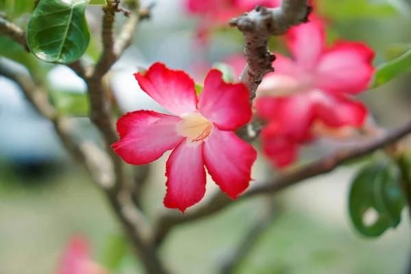 Квіти Азалії Саду Зеленим Фоном Листя Боке — стокове фото