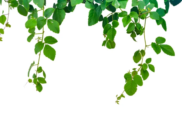 Groene Bladeren Geïsoleerd Wit Stockfoto