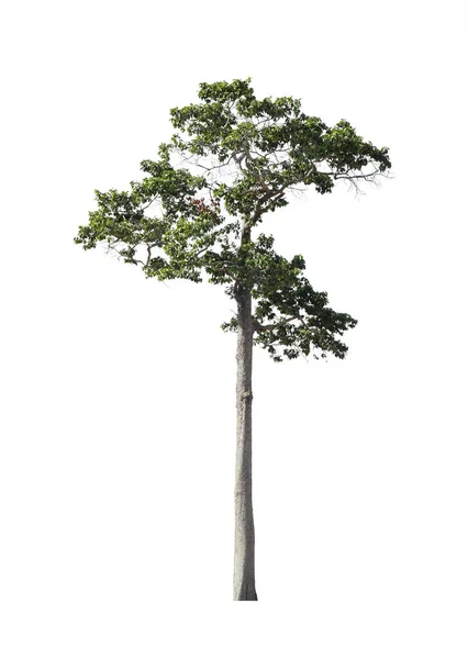 Bäume Auf Weißem Hintergrund Isoliert Stecklinge Pfad — Stockfoto