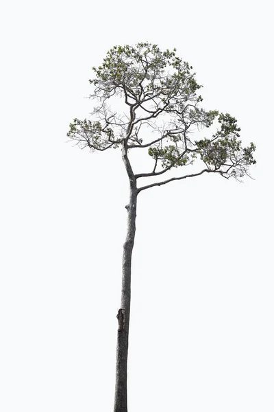 Träd Vit Bakgrund Isolerad Klippning Väg — Stockfoto