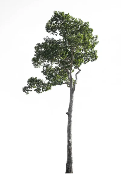 Деревья Белом Фоне Изолированы Вырезки Пути — стоковое фото