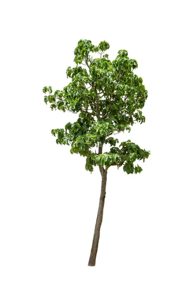 Baum Isoliert Auf Dem Hintergrund Clipping Pfade — Stockfoto