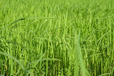 Pirinç tarlaları doğada yeşildir. Görüntü arka planda oluşturulabilir..