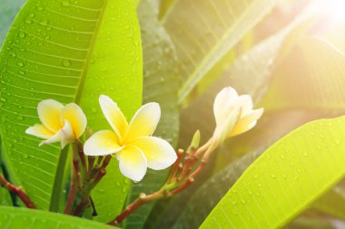 Yağmurlu ve sabah güneşli Frangipani çiçekleri