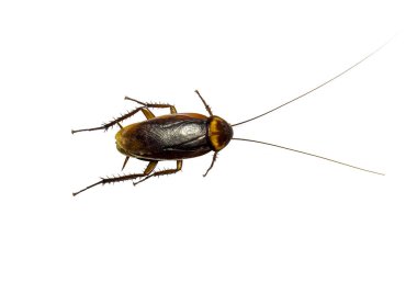 Beyaz arkaplandan izole edilmiş hamamböcekleri, silme yolları.  