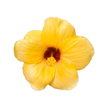 Beyaz arkaplanda sarı amber, kırpma yolları 