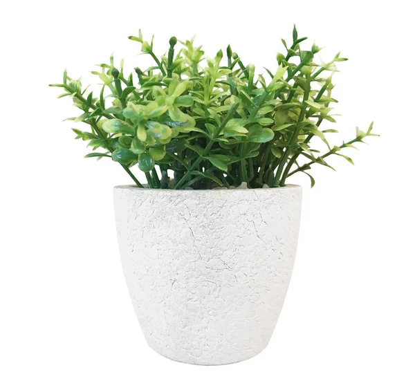 Green plant in white pot isolated on white background with clipping path.