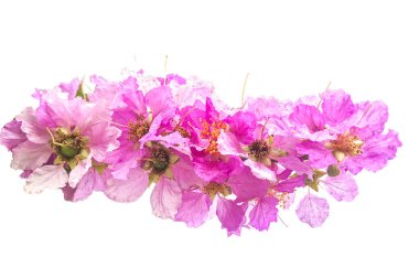 Lagerstroemia speciosa Beyaz arka planda Pers