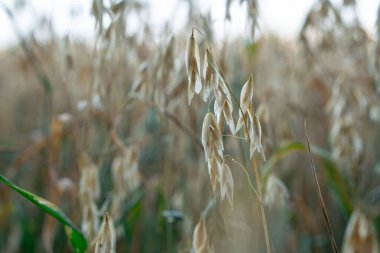 yulaf taneleri, yumuşak odak görüntüsünü kulaklarıyla. Tarımsal arka plan - yulaf alan portre üzerinde olgunlaşmış tırmanıştır.