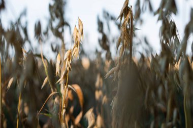 yulaf taneleri, yumuşak odak görüntüsünü kulaklarıyla. Tarımsal arka plan - yulaf alan portre üzerinde olgunlaşmış tırmanıştır.