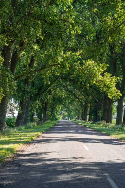 A road in a village in Ukraine
