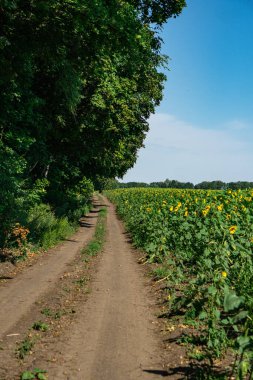 A road in a village in Ukraine