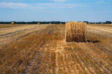 Saman balya. Gökyüzü ile tarım tarlası. Çiftlik topraklarında kırsal doğa. Çayır saman.