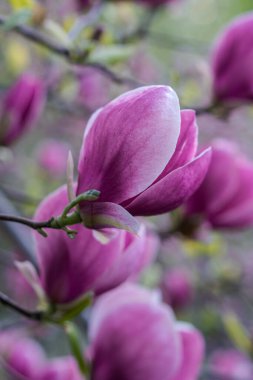 Şafakta çekilen çiçek açan manolyalar.
