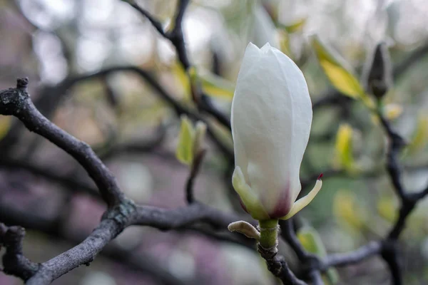 Kwitnące Magnolie Sfotografowane Świcie — Zdjęcie stockowe