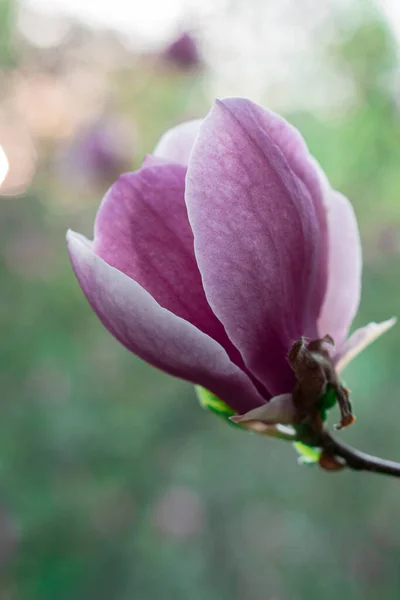 stock image Blooming magnolias photographed at dawn