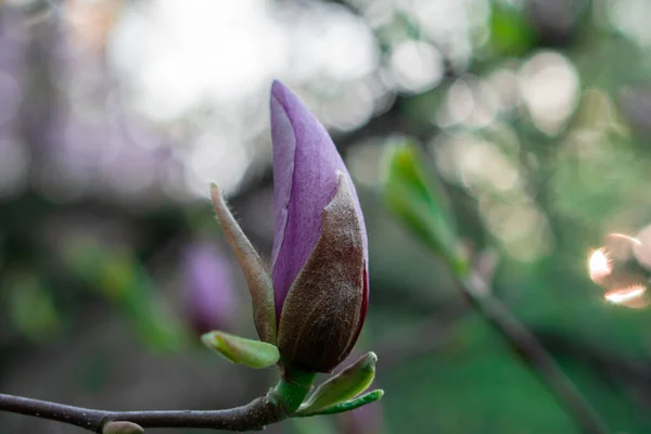 Blühende Magnolien Morgengrauen Fotografiert — Stockfoto