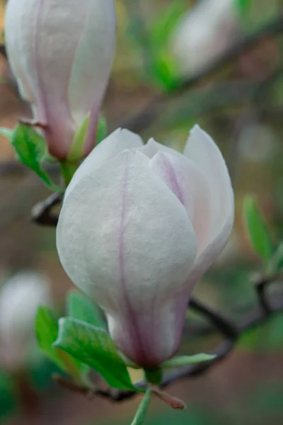 Bloeiende Magnolia Gefotografeerd Bij Dageraad — Stockfoto
