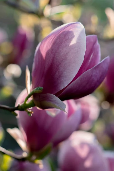Kwitnące Magnolie Sfotografowane Świcie — Zdjęcie stockowe