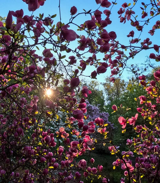 Blühende Magnolien Morgengrauen Fotografiert — Stockfoto