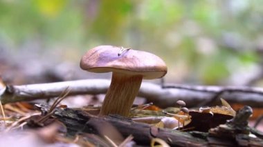 Bir çocuğun eli ormanda mantar kesiyor.