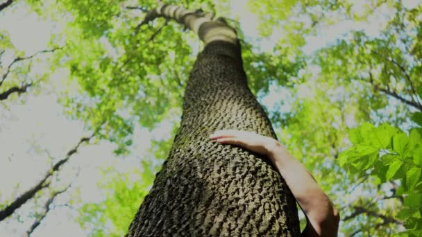 Egy Férfi Megölel Egy Fát — Stock videók