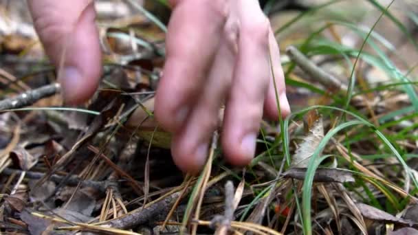 Çocuk Ormanda Bir Mantar Buldu Onu Eliyle Kopardı — Stok video