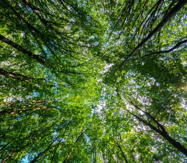 Aşağıdan yukarıya ağaçların görünüşü, ağaç gövdeleri ve yaprakları