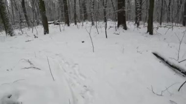 Kış ormanlarında yol boyunca koşmak, ağaçların arasında koşmak.