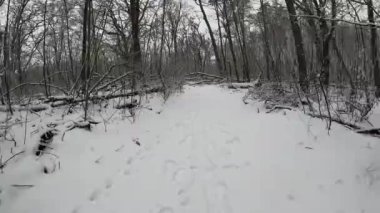 Kış ormanlarında yol boyunca koşmak, ağaçların arasında koşmak.