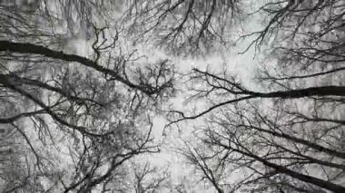 Aşağıdan ağaçların manzarası, kışın yapraksız ağaçların manzarası, sis.
