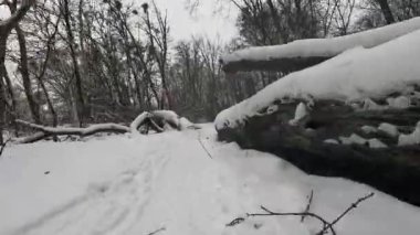 Kış ormanlarında yol boyunca koşmak, ağaçların arasında koşmak.