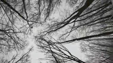 Aşağıdan ağaçların manzarası, kışın yapraksız ağaçların manzarası, sis.
