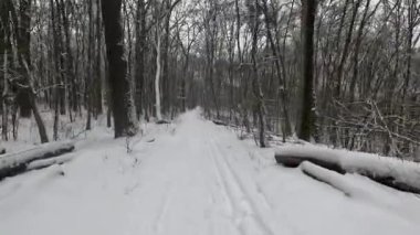 Kış ormanlarında yol boyunca koşmak, ağaçların arasında koşmak.