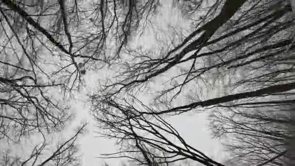 아래에서 나무의보기 시간에 잎없이 나무의 — 비디오